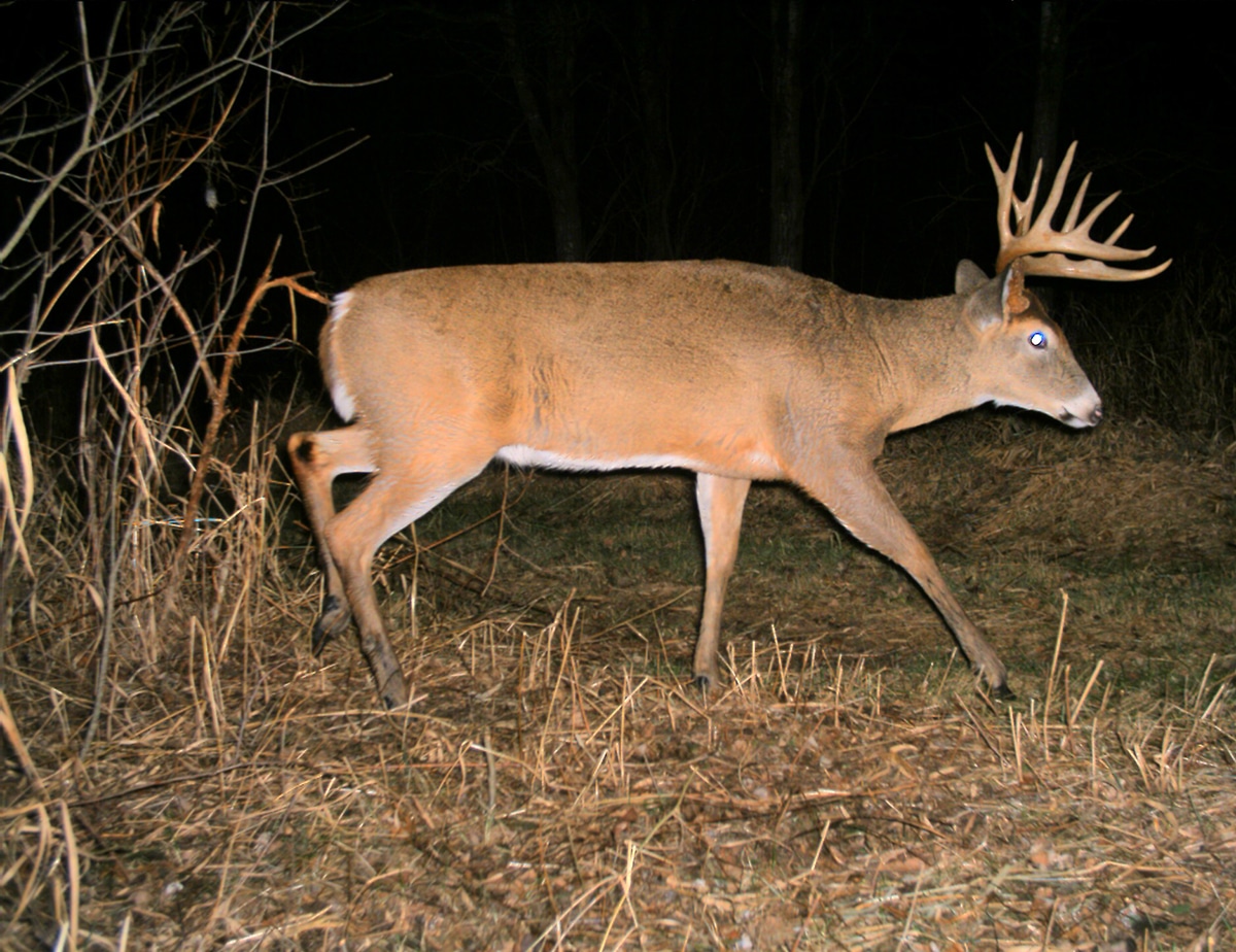 Huge buck on trail cam