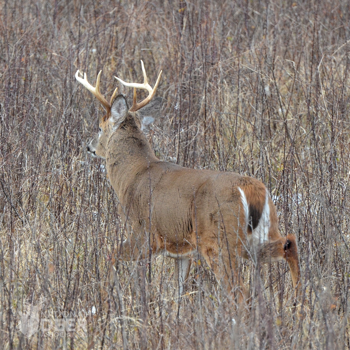 Common Whitetail Diseases