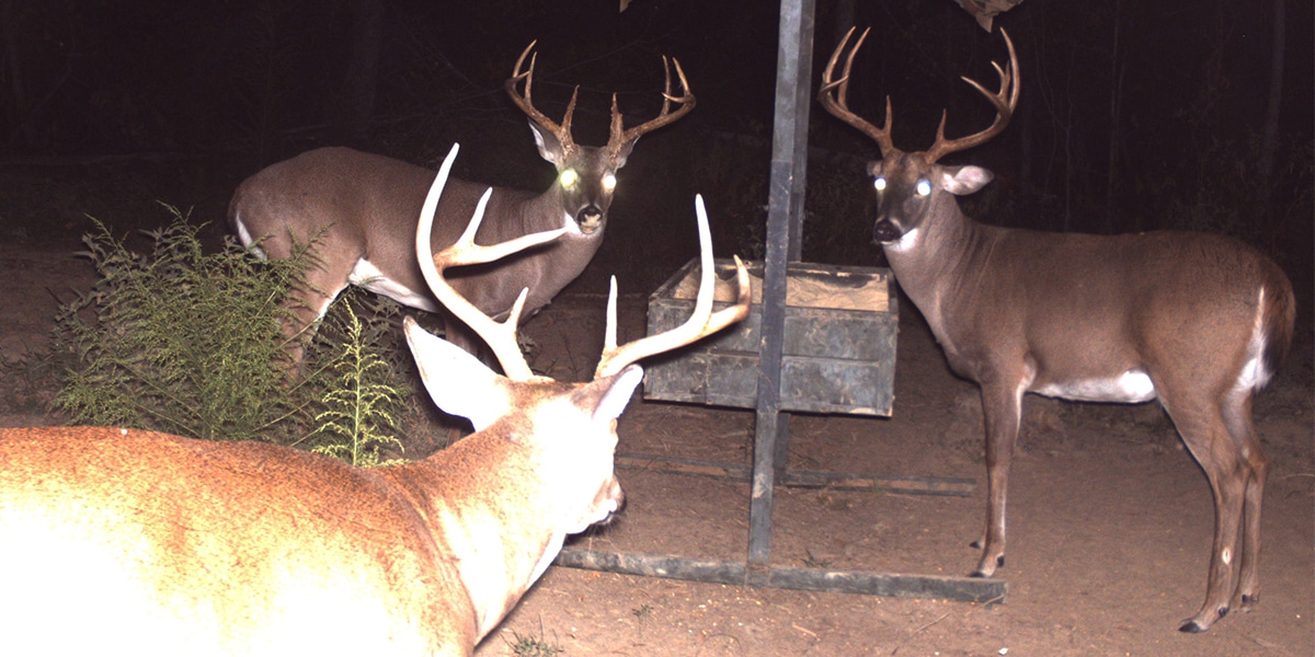 Deer corn clearance feeder