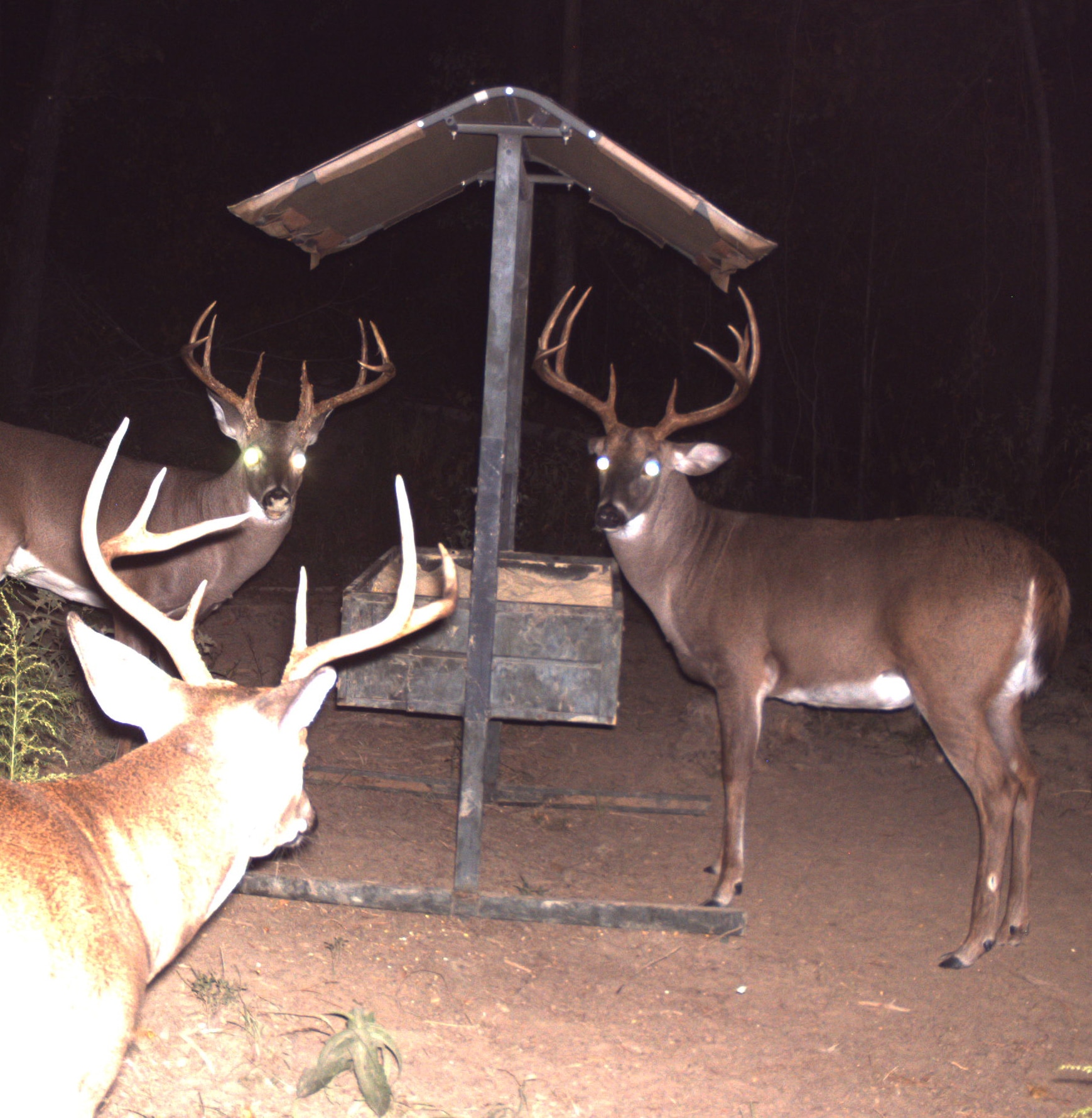 Which Deer Visit Feeders and When? Research Results May Surprise