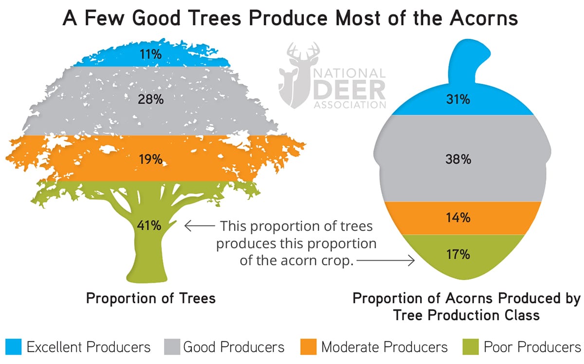 Look Inside Acorns to Find Deer Hunting Success