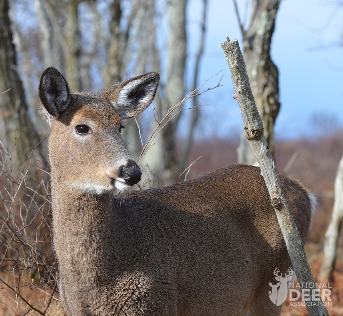 It's Time to Worry About the Doe Harvest in These States