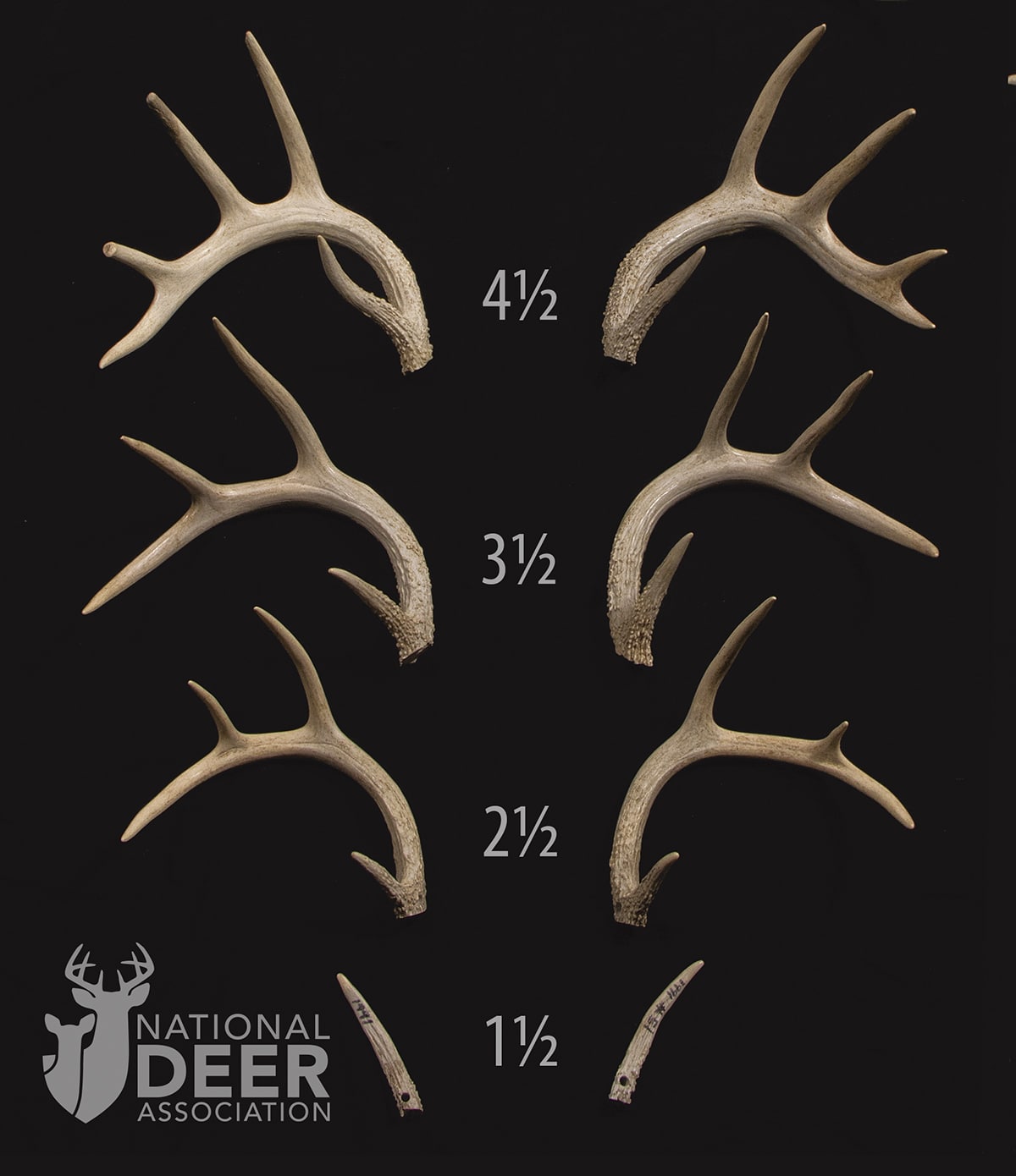 Do Really Hunters Deer Be Concerned to About Need Spikes? Cowhorn