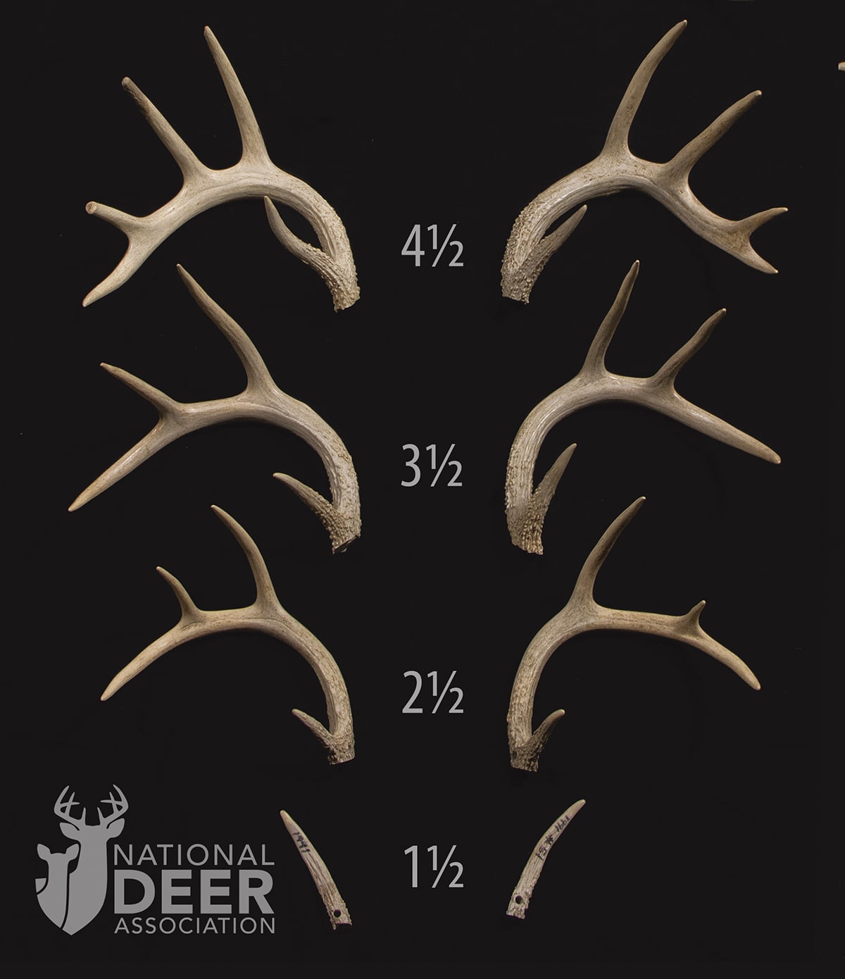 Do Deer Spikes? Cowhorn Concerned Hunters to Really Be About Need