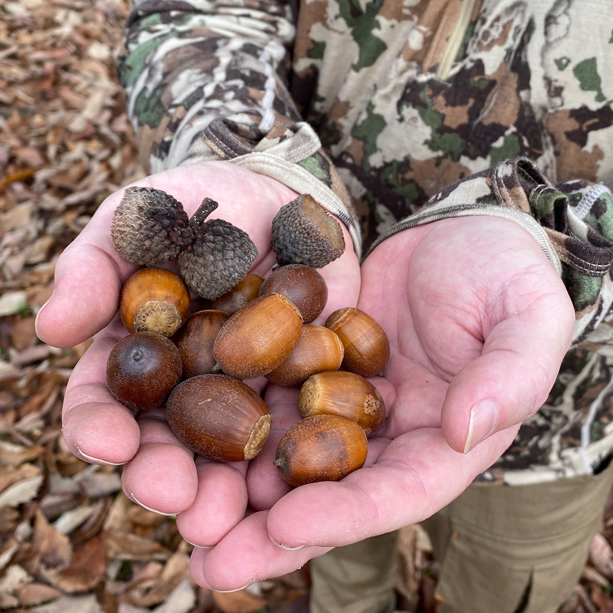 Why are so many acorns on the ground in Chicago? It's a 'mast year