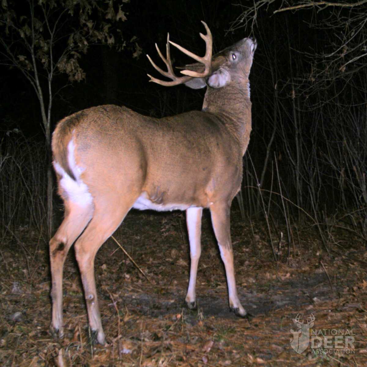 Preparing for the Whitetail Rut