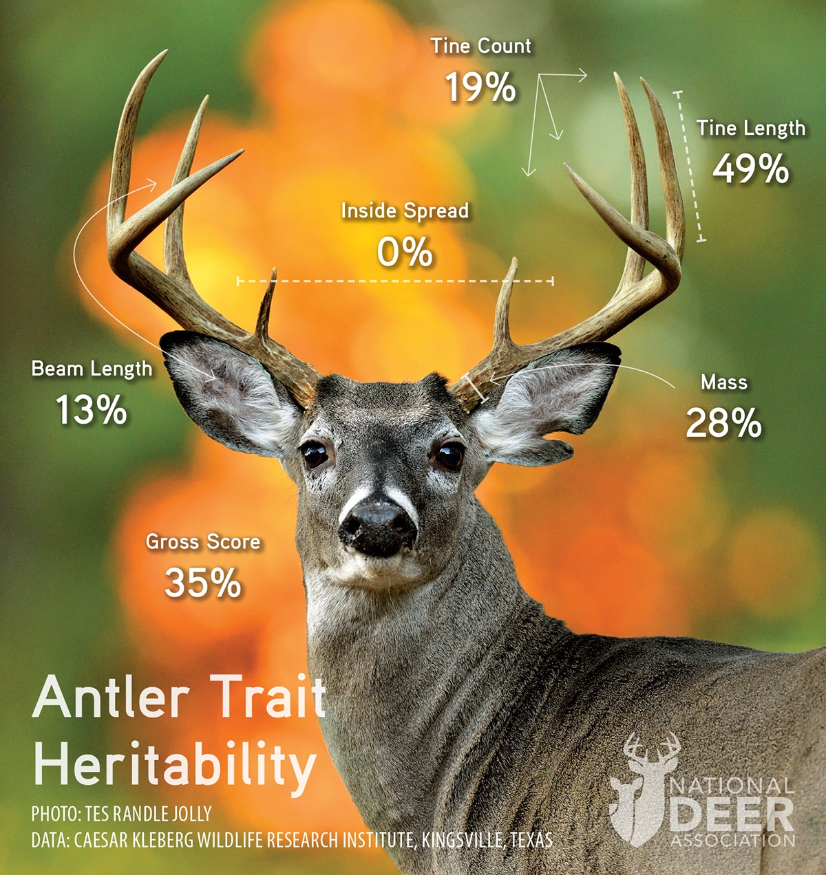 Strike 3 for the Myth of the Genetic “Cull Buck”