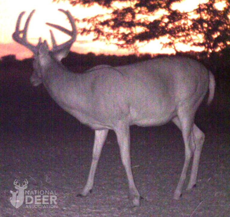 Zimmerman Update Series 1 National Deer Association