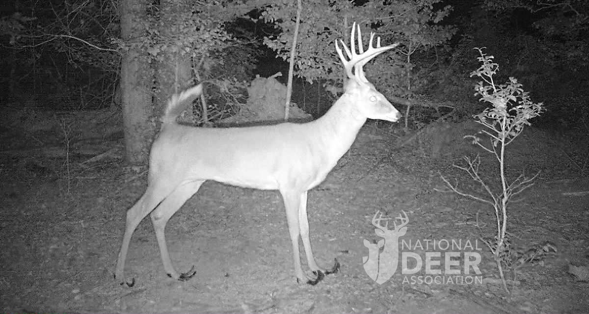 deer foundering