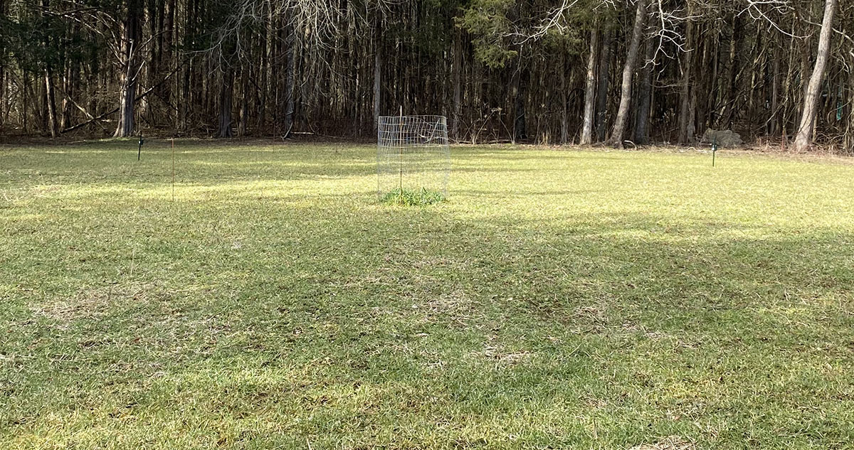 Exclusion cage on a food plot.