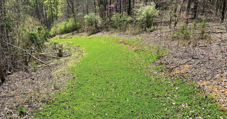 6 Tips for Designing Small Deer Hunting Food Plots