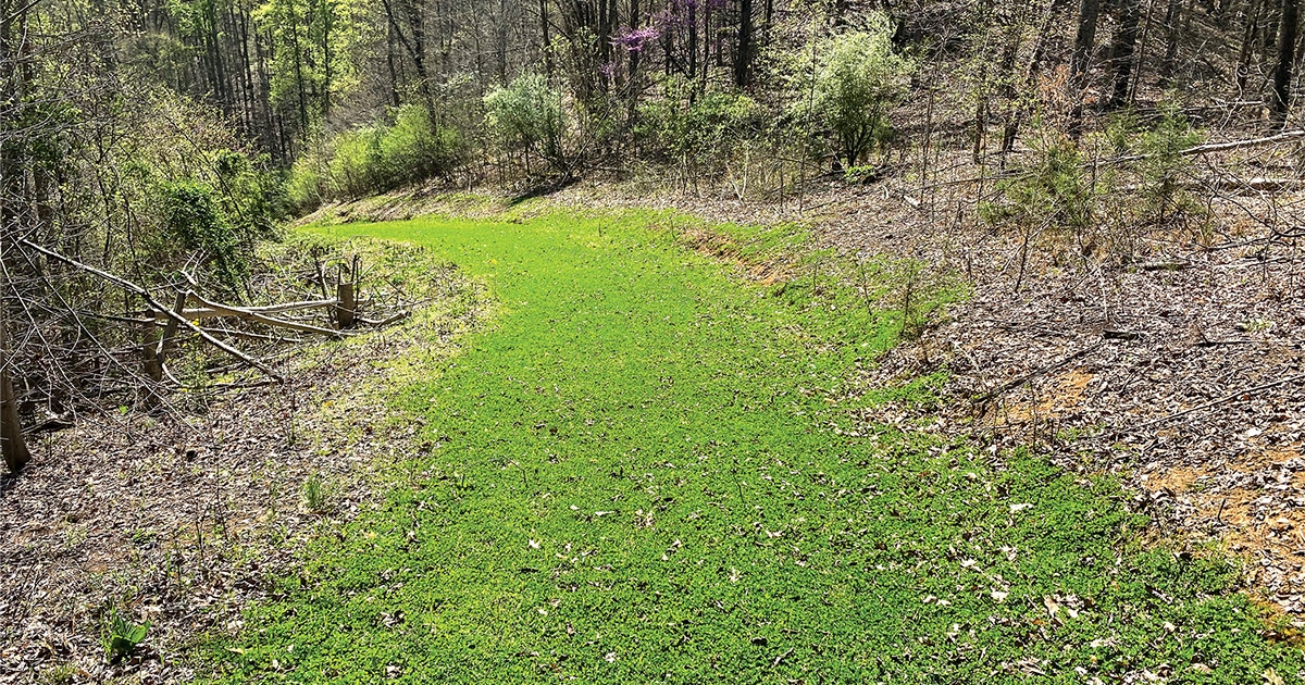 thumbnail image 2 of Sharp Bros. Deer Browse Food Plot Seed - 744271921854 2 of 4