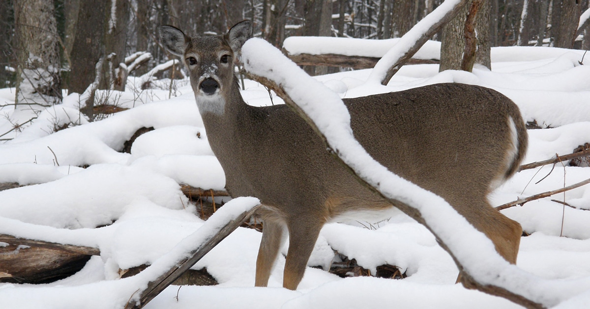 What to Feed Deer in Winter, and What NOT to Feed