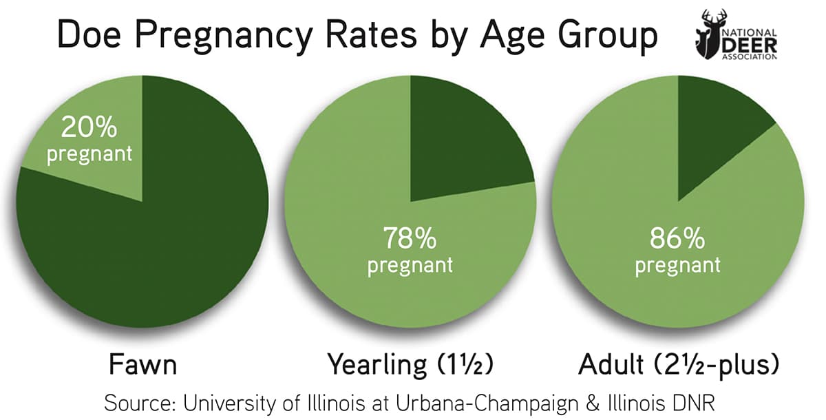 doe pregnancy rates How Often Do Whitetails Give Birth to Triplet and Quadruplet Fawns, or More?