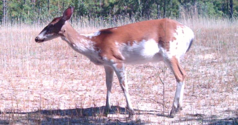 Piebald Deer: How Rare Are They?