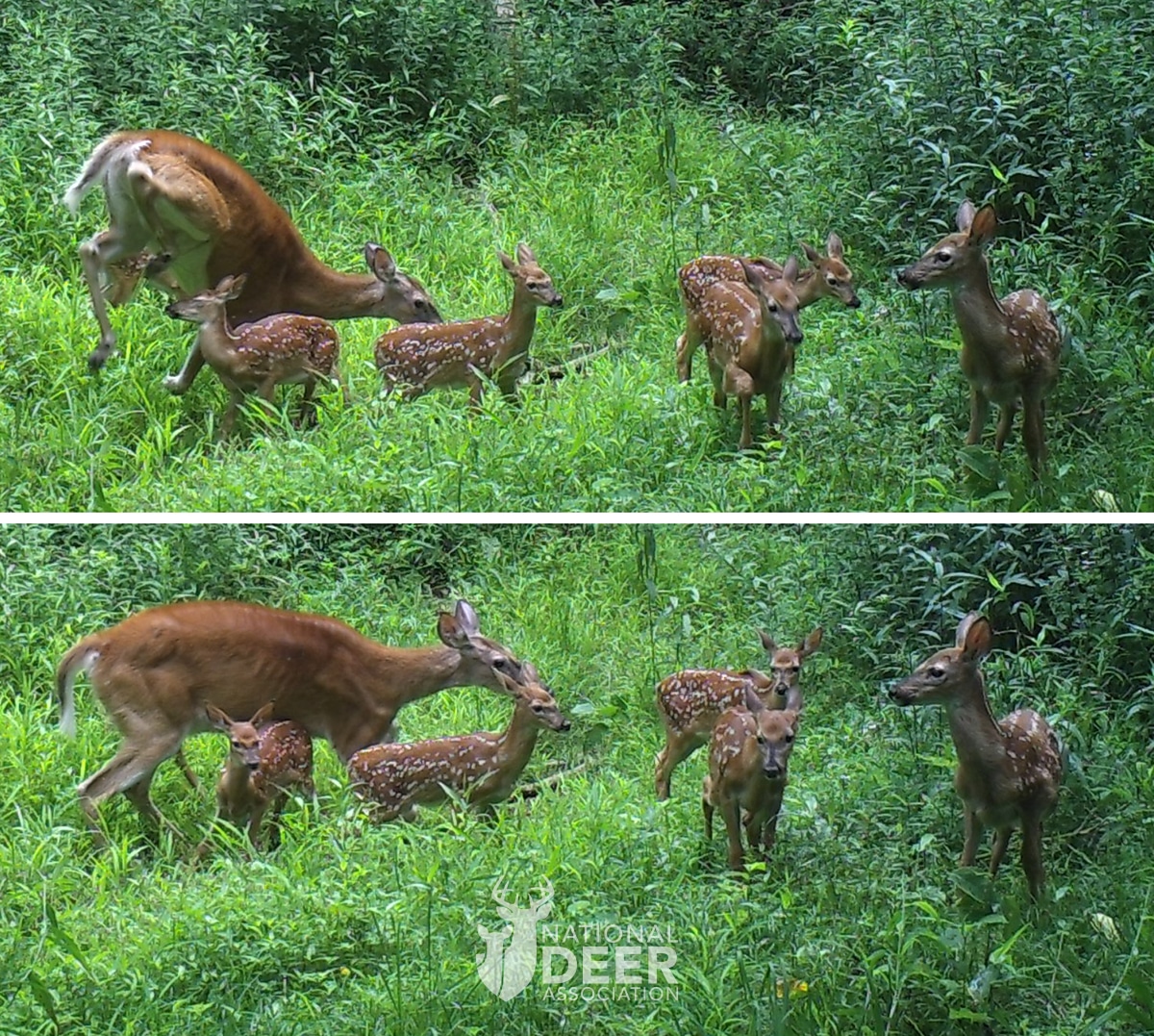 quintuplet fawns nda How Often Do Whitetails Give Birth to Triplet and Quadruplet Fawns, or More?