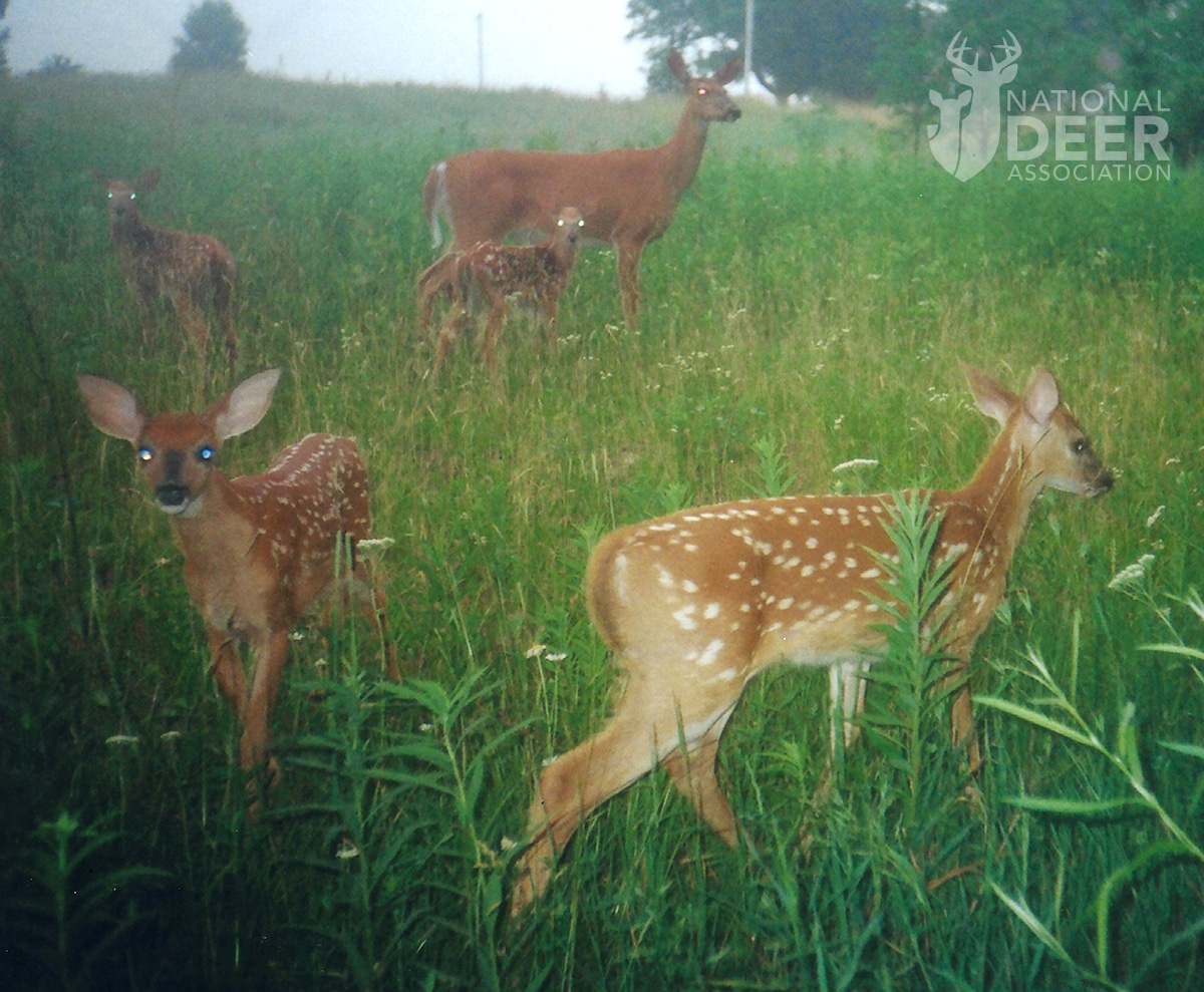 quadruplet fawns Greg Luedke web How Often Do Whitetails Give Birth to Triplet and Quadruplet Fawns, or More?