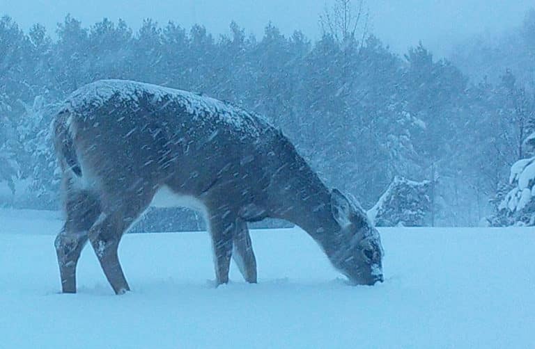 Winter Rye Food Plots Can Be a Lifesaver for Northern Deer