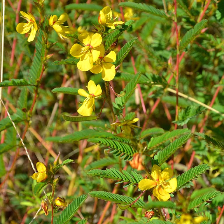 Partridge Pea National Deer Association
