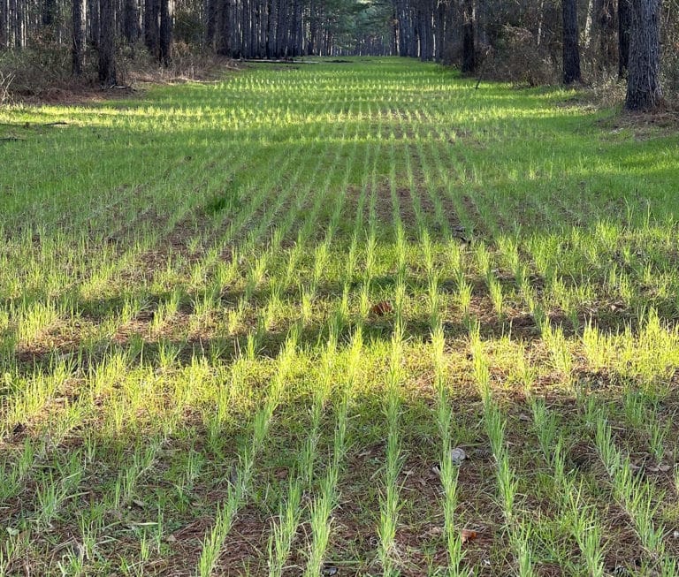 When to Plant Fall Food Plots, and How to Recover If They Fail ...