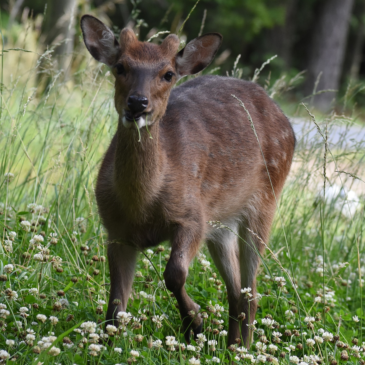 Sika Deer Feature | National Deer Association