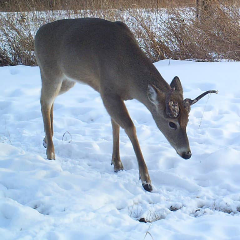 Cryptorchid Bucks Antlered Does And Other Rare Deer Defy the Ordinary