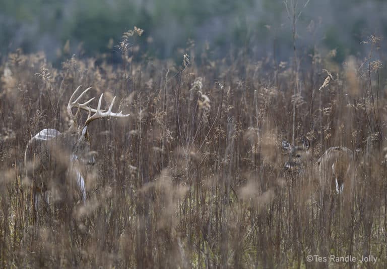 Why Bucks Vanish When They Tend Does, and How to Find Them