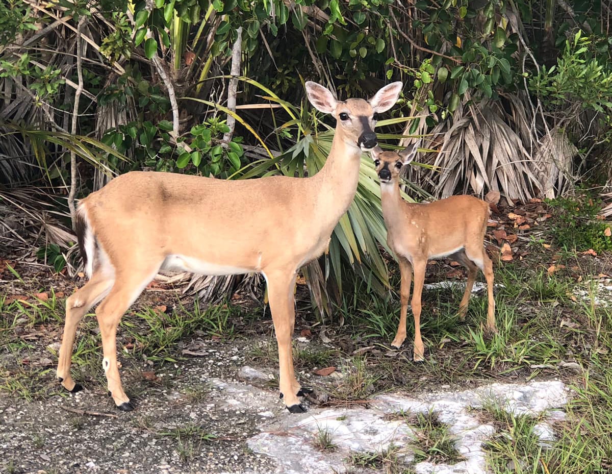 Meet the Smallest Deer in North America, Florida’s Key Deer