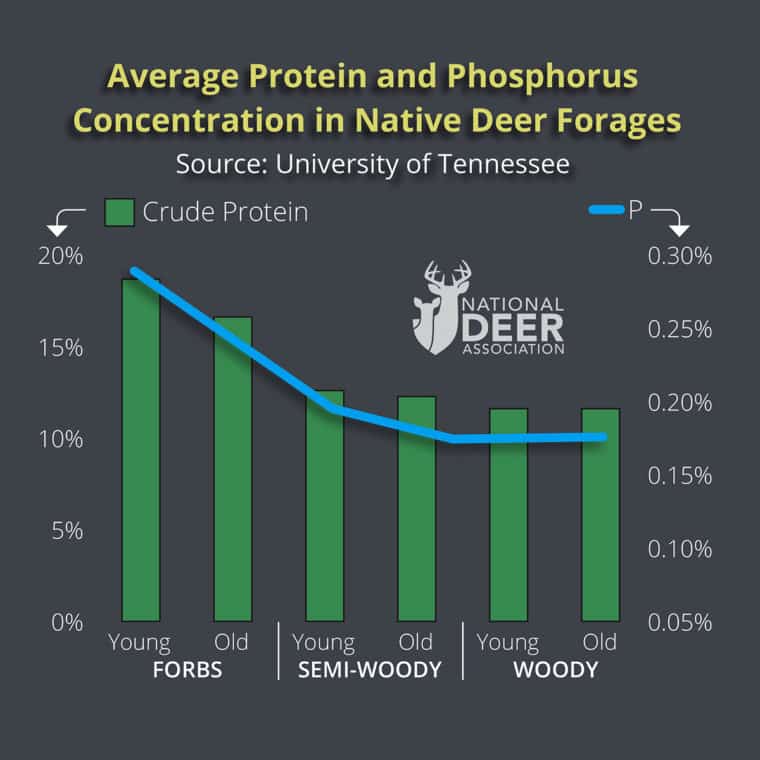 One Type of Plant is the Greatest Source of Deer Nutrition. Here’s How ...