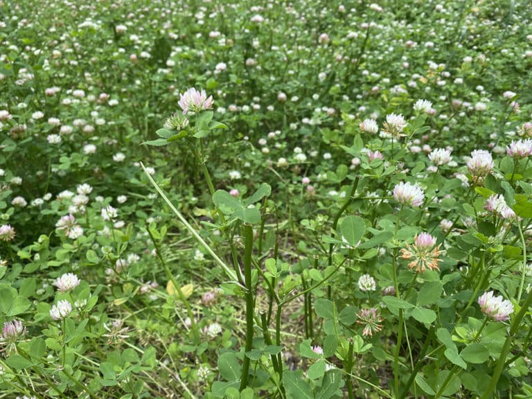 Spring Clover Plot 5 Clovers That Help Fall Food Plots Feed Deer in Spring and Summer, Too