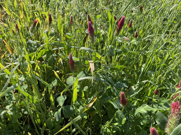 Spring Clover Plot 5 Clovers That Help Fall Food Plots Feed Deer in Spring and Summer, Too
