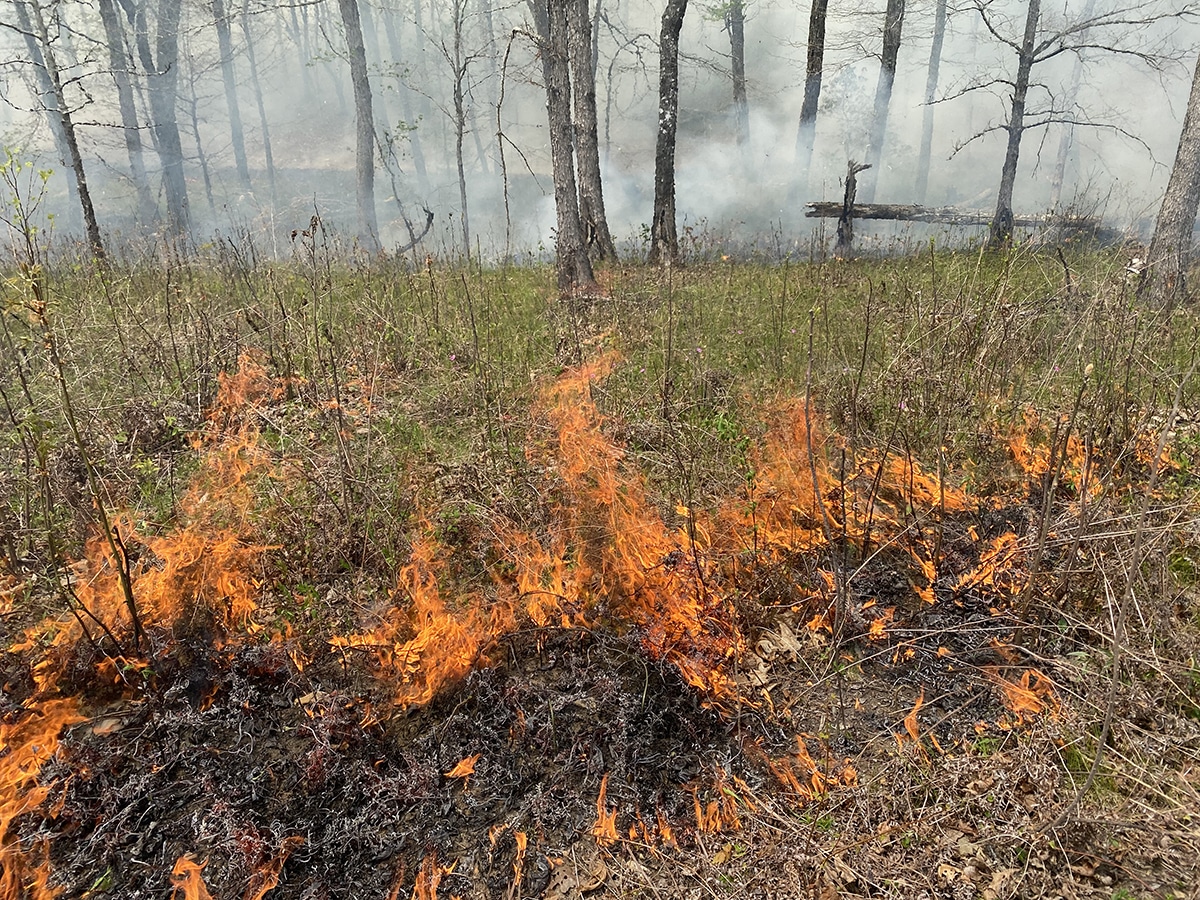 prescribed fire
