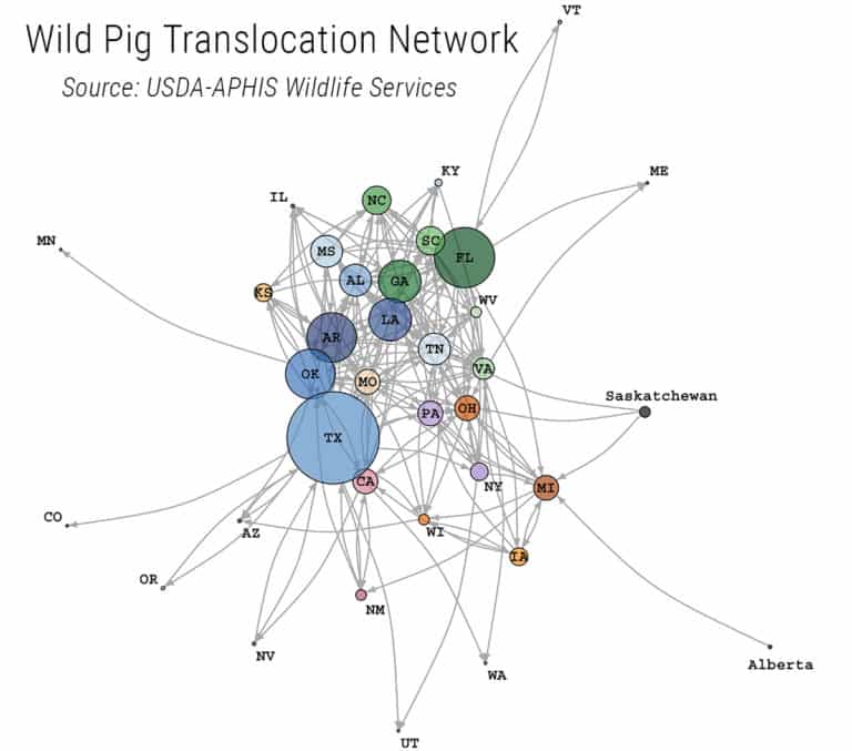 Pig Line Map Long-Distance Movements of Feral Hogs Are Coming From These Key States
