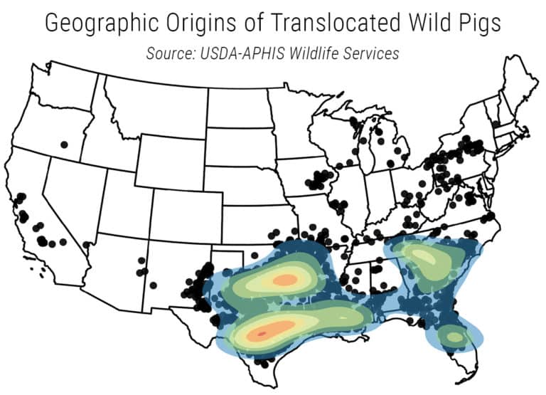Pig Line Map Long-Distance Movements of Feral Hogs Are Coming From These Key States