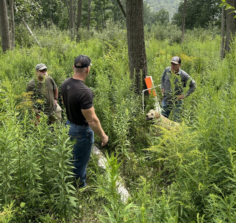 This Alternative to Summer Food Plots for Deer Makes More Sense