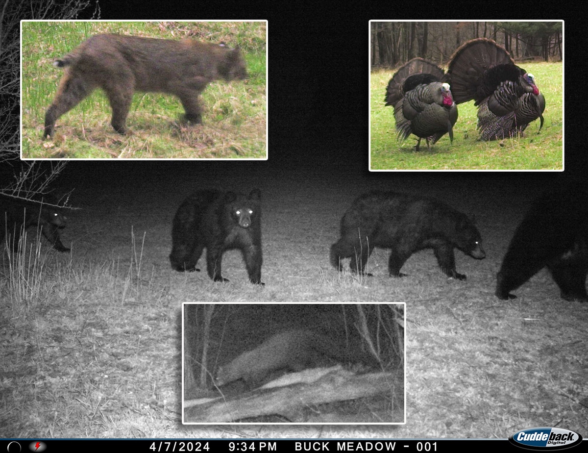 Good Deer Management Doesn’t Stop in a CWD Zone