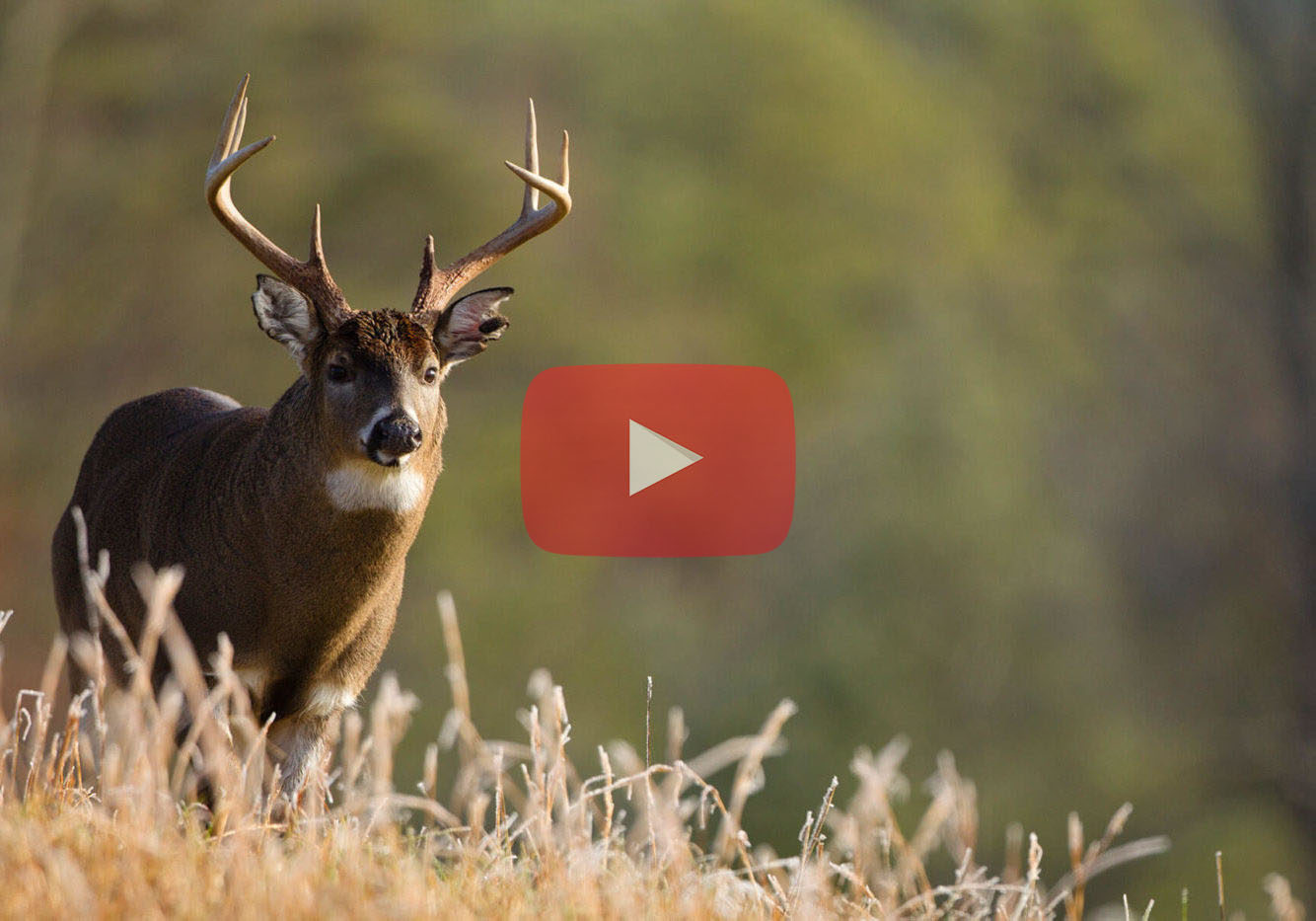 Deer Hunting 101 YouTube Series